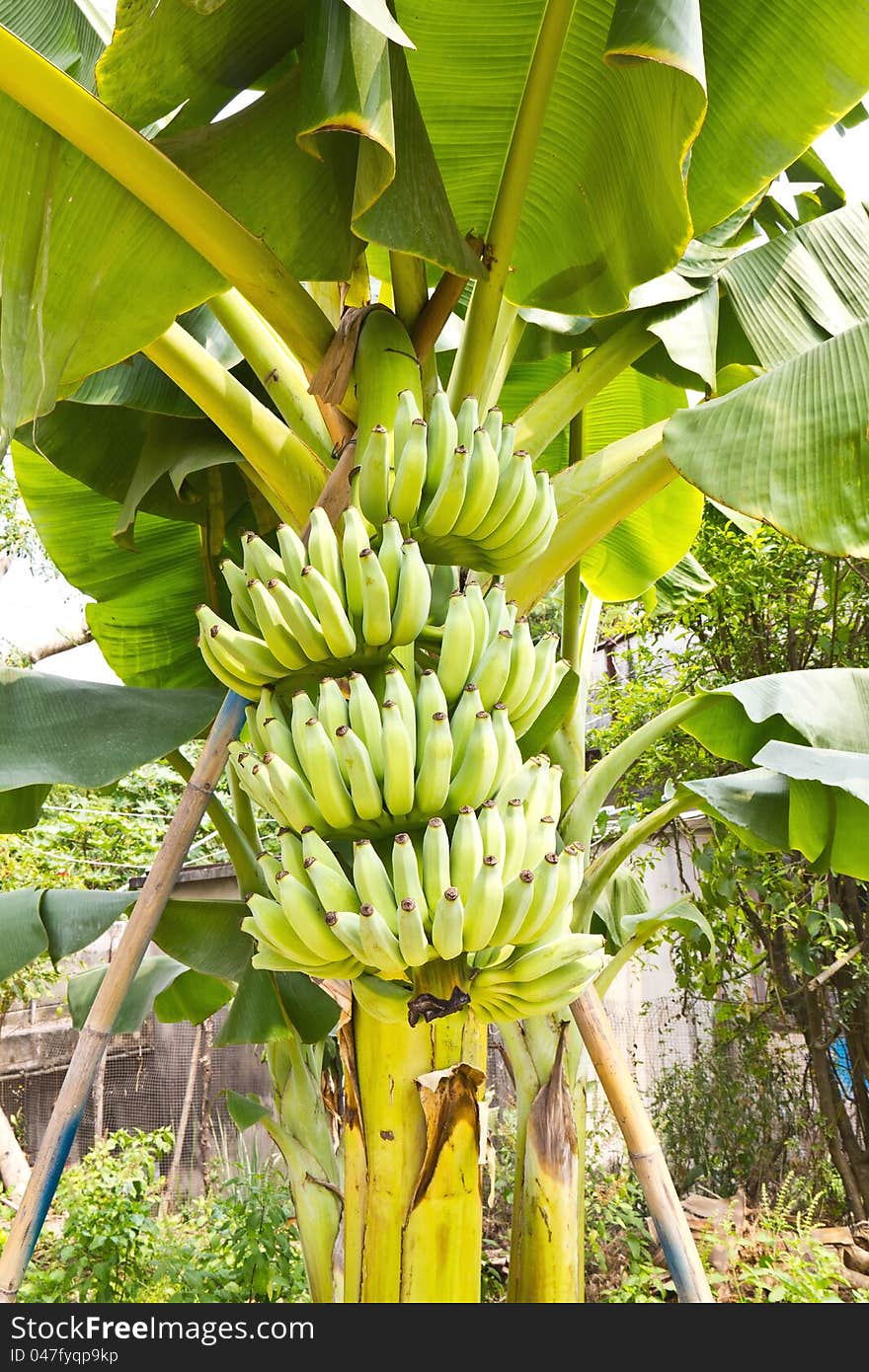 A bunch of young banana fruit