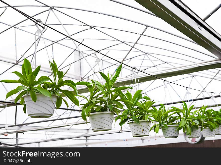 Greenhouse,baby flowers growing inside of pots. Greenhouse,baby flowers growing inside of pots