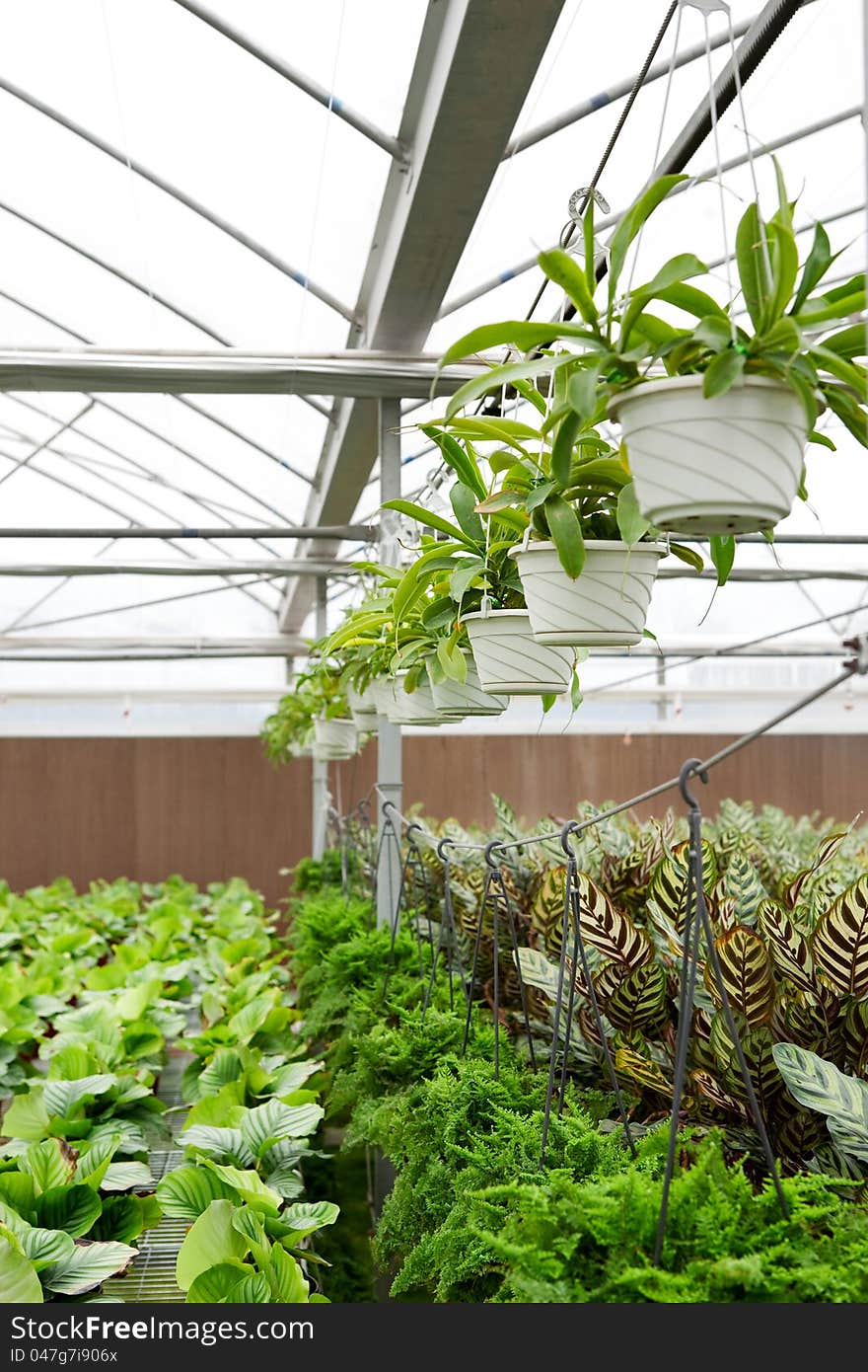 Greenhouse, flowers growing inside of pots. Greenhouse, flowers growing inside of pots