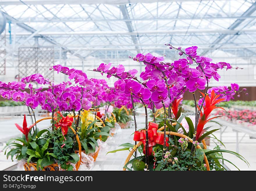 Orchids grow in greenhouse