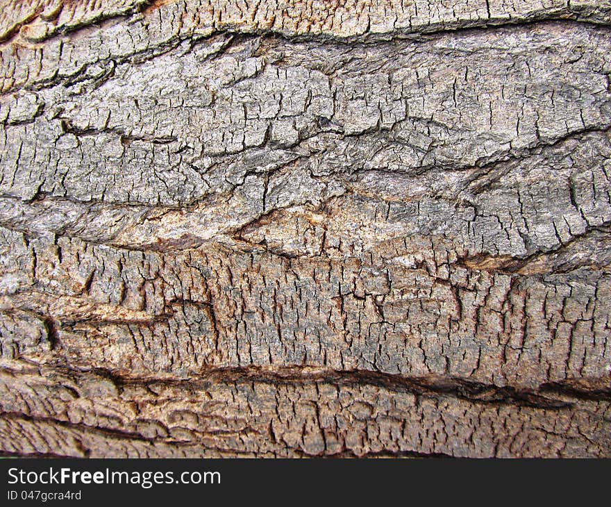 Tree Texture