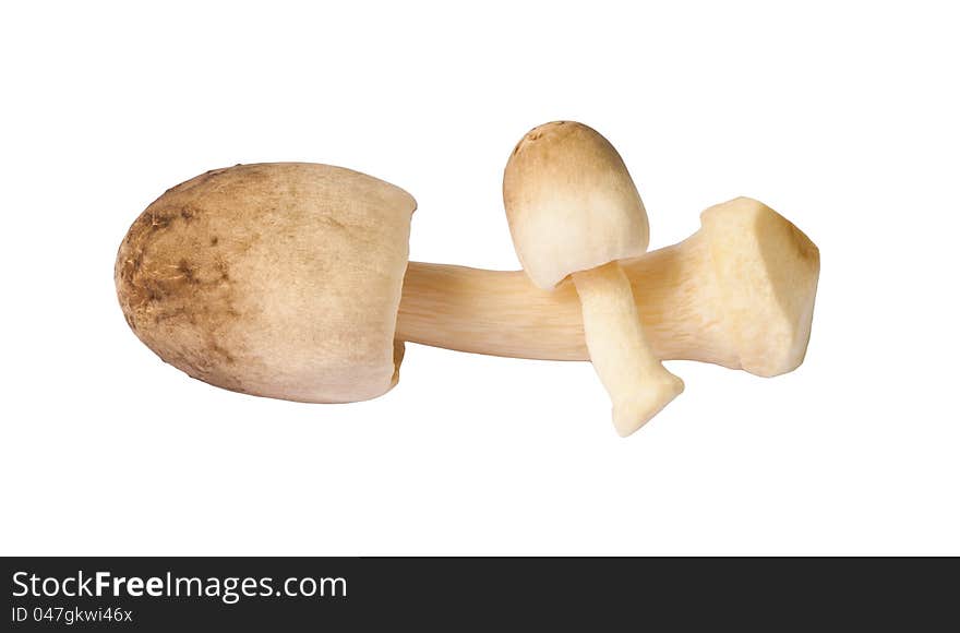 Two mushroom isolated on white background