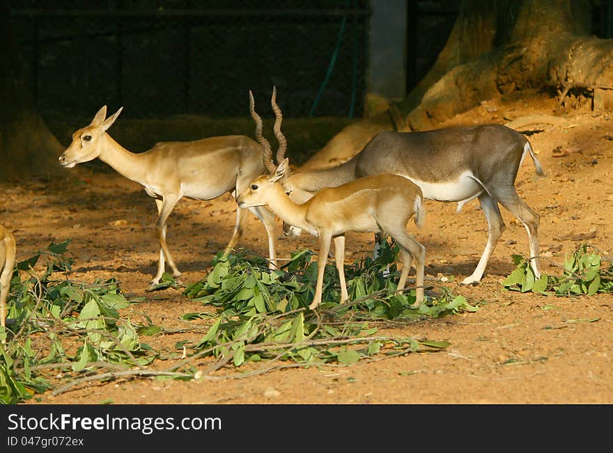 Deers grazing in a deer park, india. Deers grazing in a deer park, india