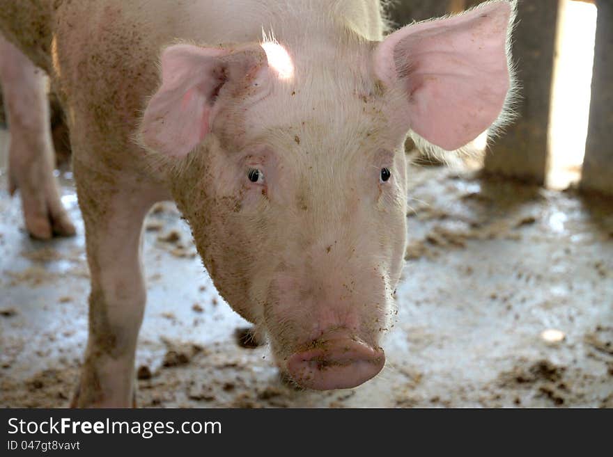 White pig in cool wet dirty stable. White pig in cool wet dirty stable