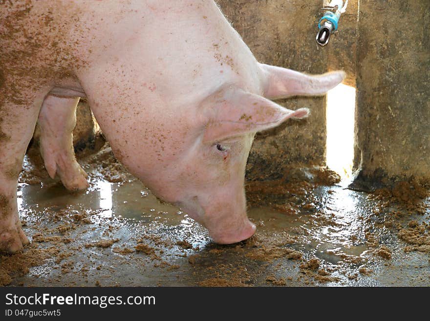 White pig in cool wet stable