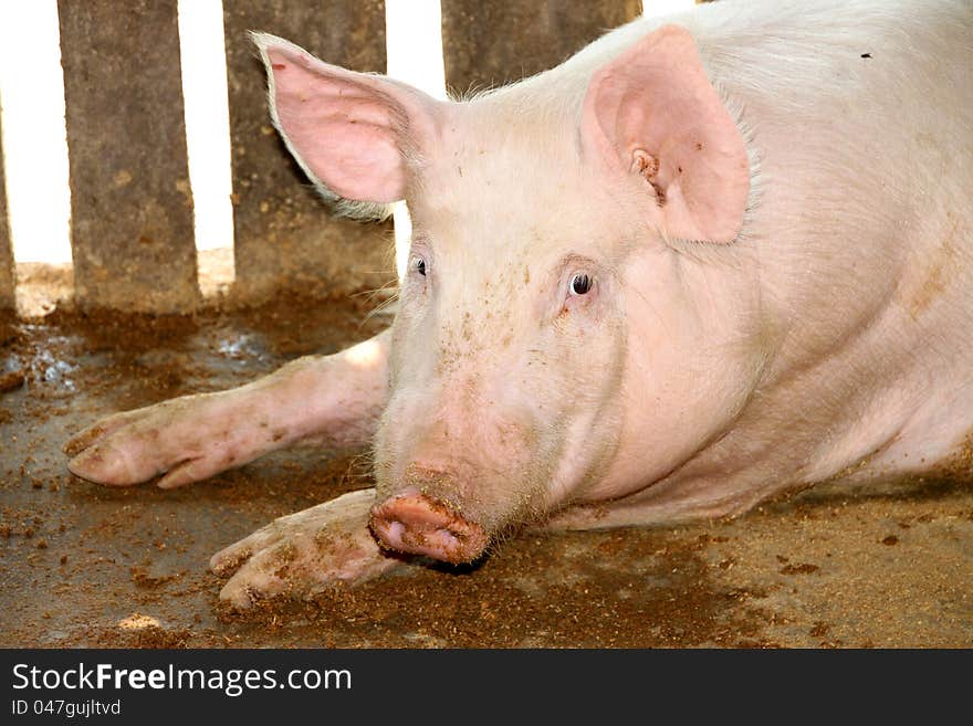 White pig in cool wet dirty stable. White pig in cool wet dirty stable