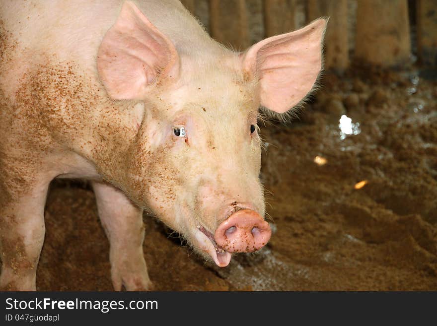 White pig in cool wet dirty stable. White pig in cool wet dirty stable