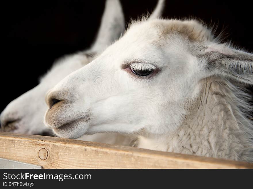 Two hungry Lama's looking over a gate for food