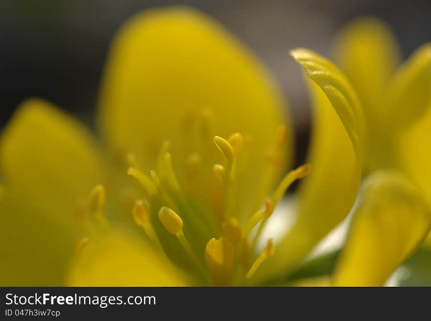 First flowers in springtime. Belongs to the family Ranunculaceae, the buttercup family. First flowers in springtime. Belongs to the family Ranunculaceae, the buttercup family