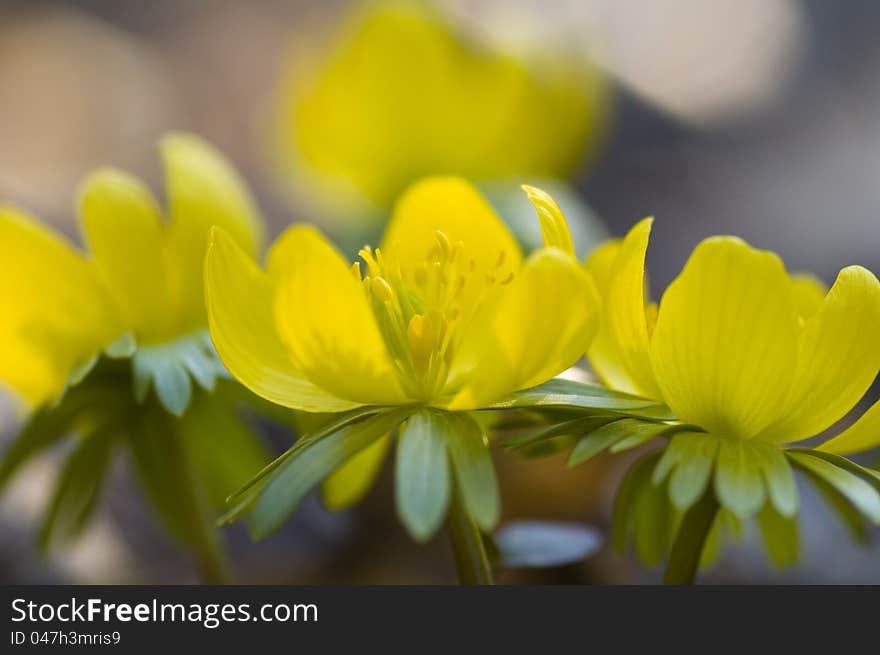 First flowers in springtime. Belongs to the family Ranunculaceae, the buttercup family. First flowers in springtime. Belongs to the family Ranunculaceae, the buttercup family