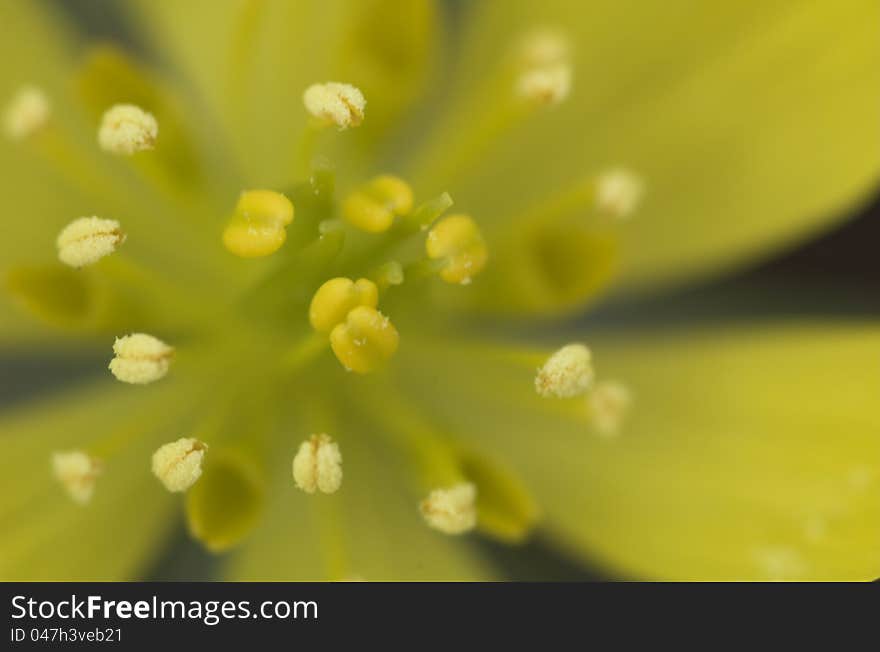 Winter Aconite - Eranthis hyemalis