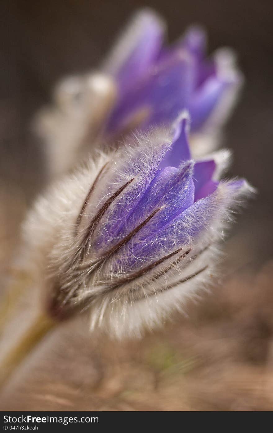 Pasque Flower - Pulsatilla