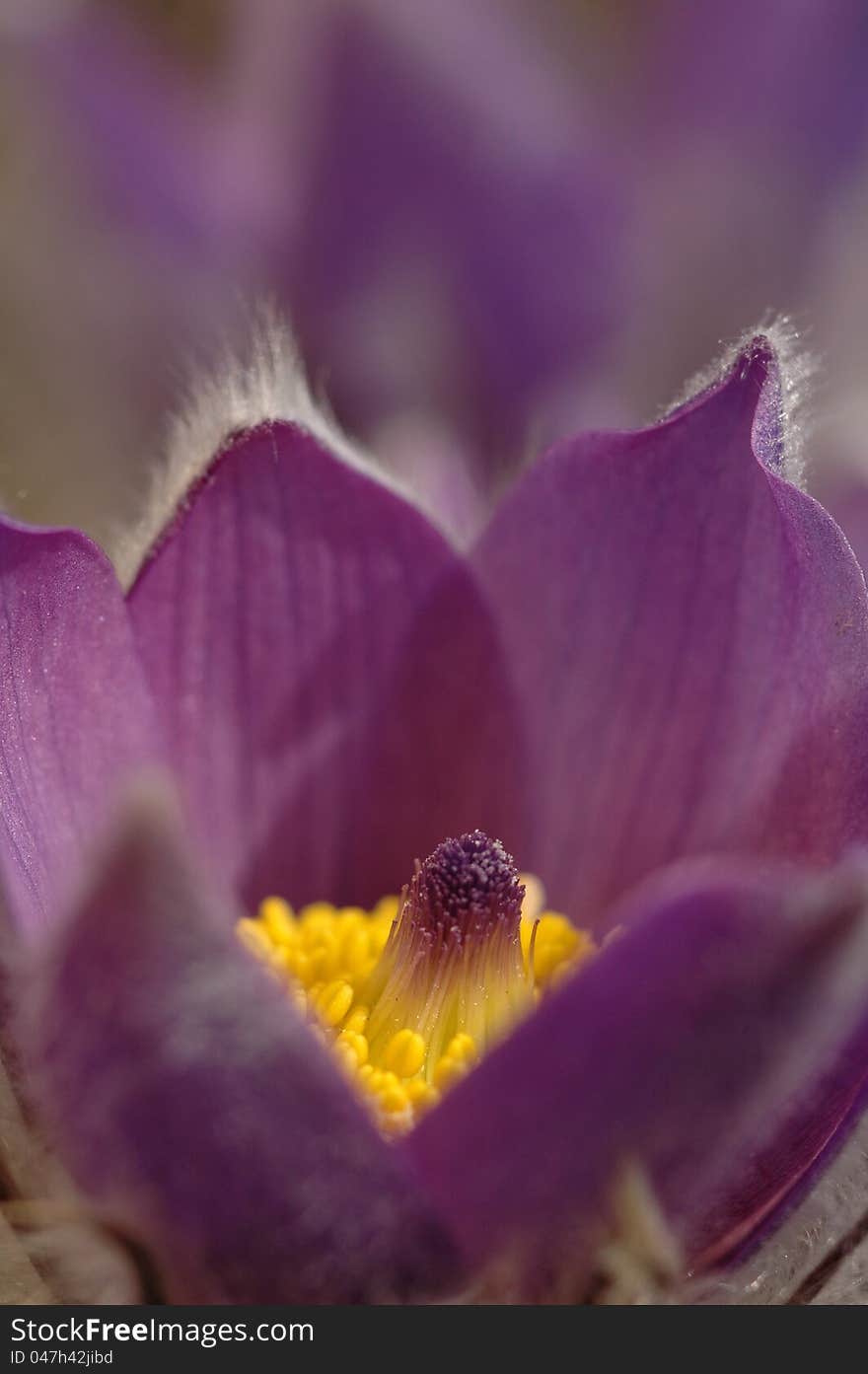 Pasque Flower (Pulsatilla Rubra), also called Prairie crocus, Wind flower, Easter Flower and Meadow anemone. Toxic, the flower has a long history of medicinal use. Pasque Flower (Pulsatilla Rubra), also called Prairie crocus, Wind flower, Easter Flower and Meadow anemone. Toxic, the flower has a long history of medicinal use.