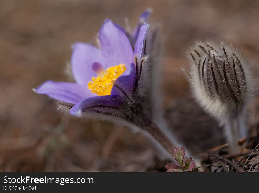 Pasque Flower (Pulsatilla Rubra), also called Prairie crocus, Wind flower, Easter Flower and Meadow anemone. Toxic, the flower has a long history of medicinal use. Pasque Flower (Pulsatilla Rubra), also called Prairie crocus, Wind flower, Easter Flower and Meadow anemone. Toxic, the flower has a long history of medicinal use.