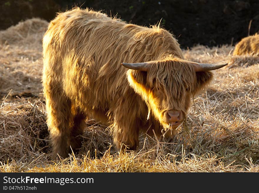 Highland Cattle