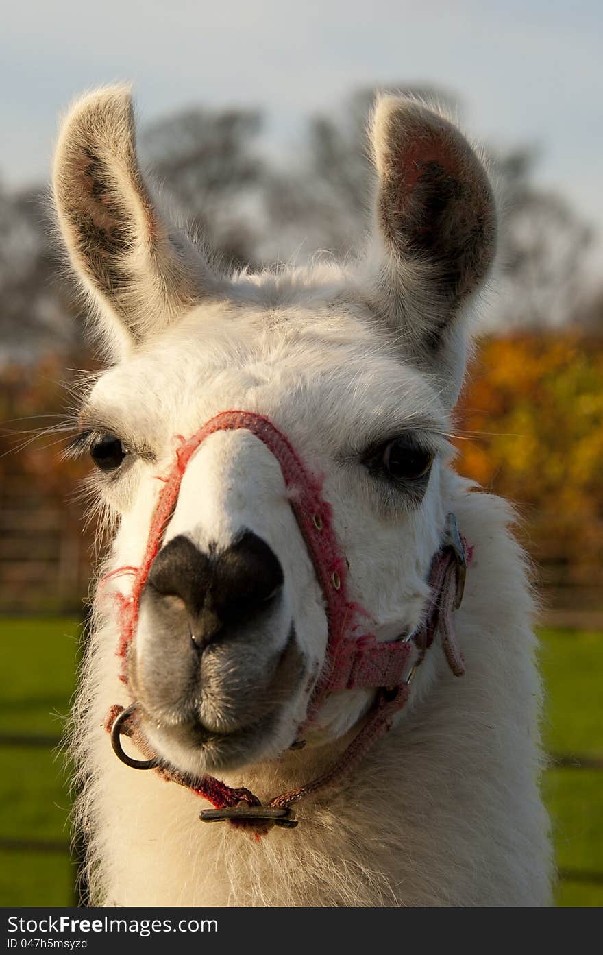 White lama in a field wants some food