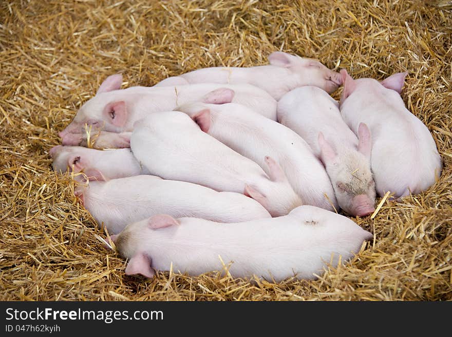 A nest of little Piglets having a snooze