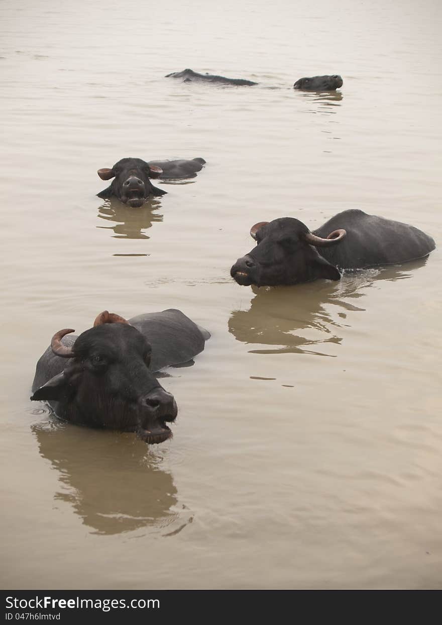 Water buffalo s in the holy river the Ganges