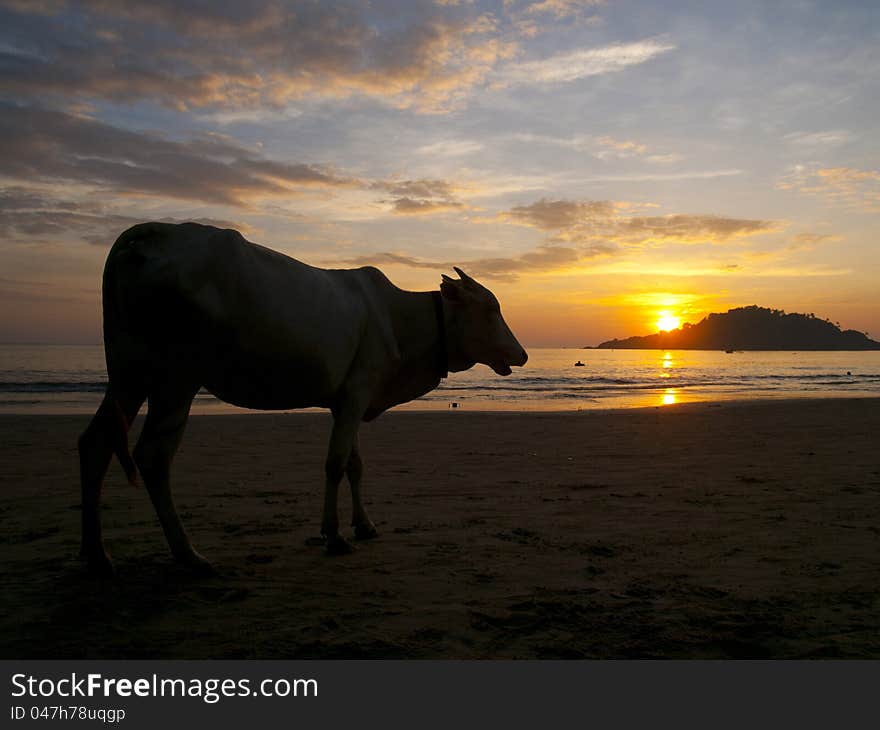 Cow watching the sunset on Palolem beach, Goa, India