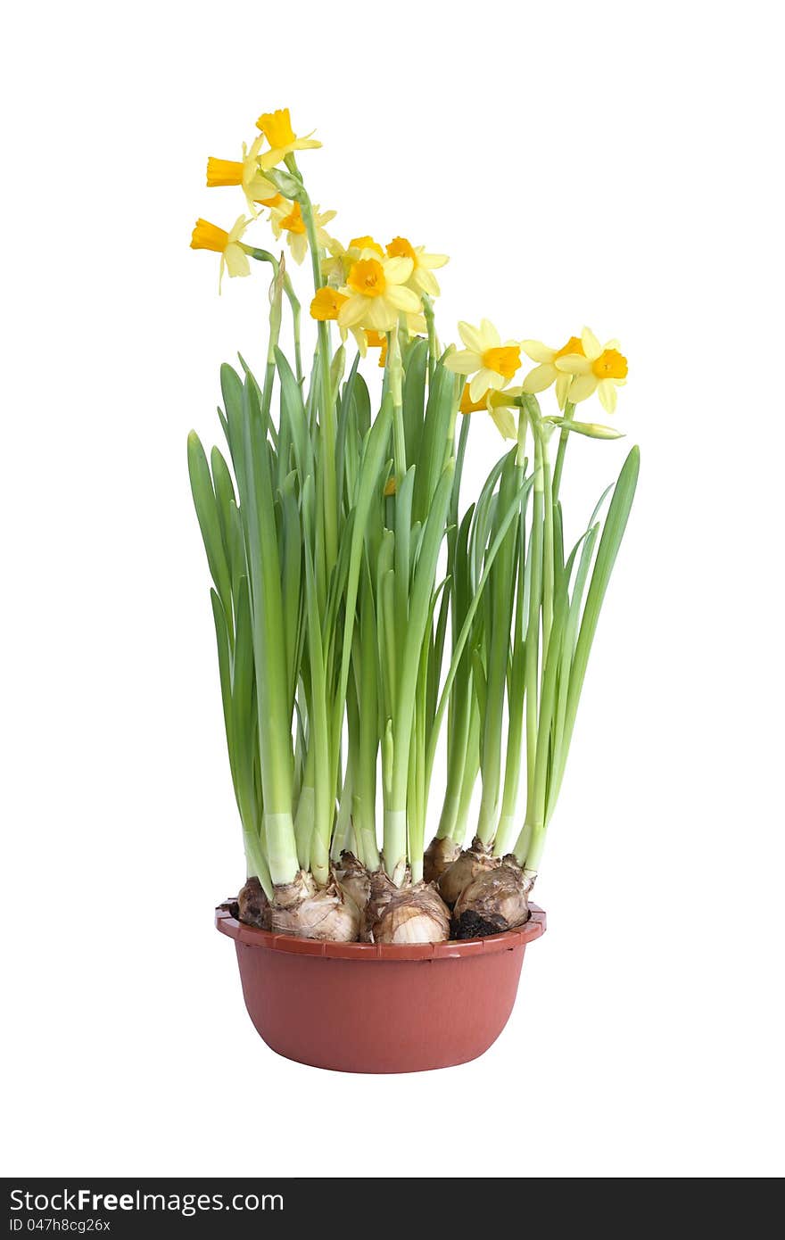 Daffodils In Pot