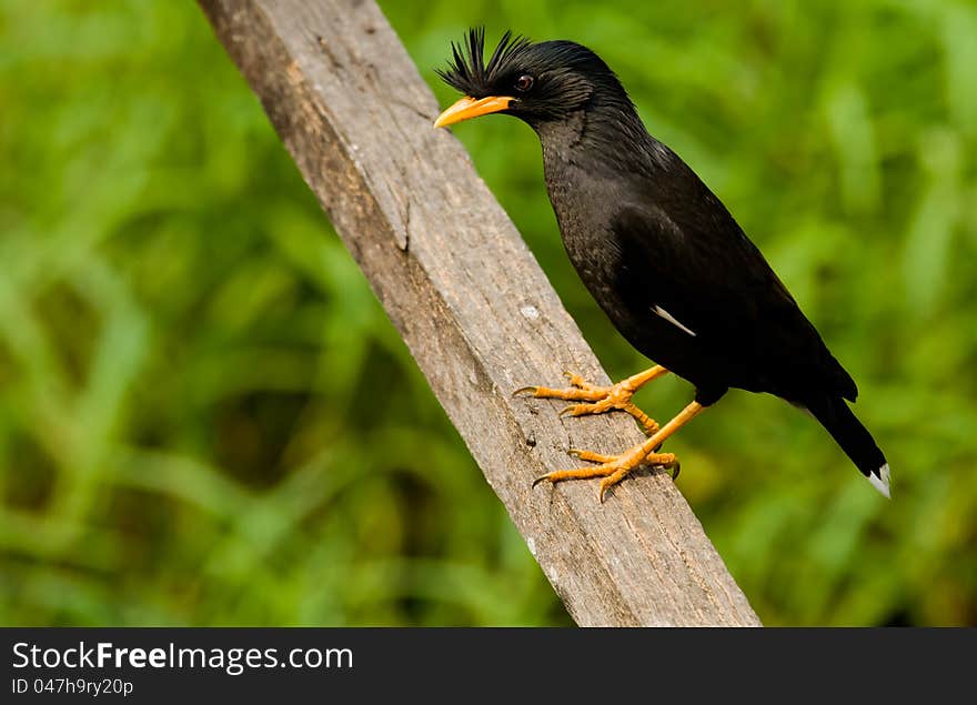 White-vented Myna.