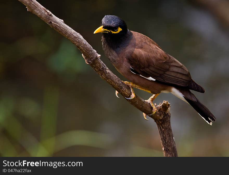 Common Myna.