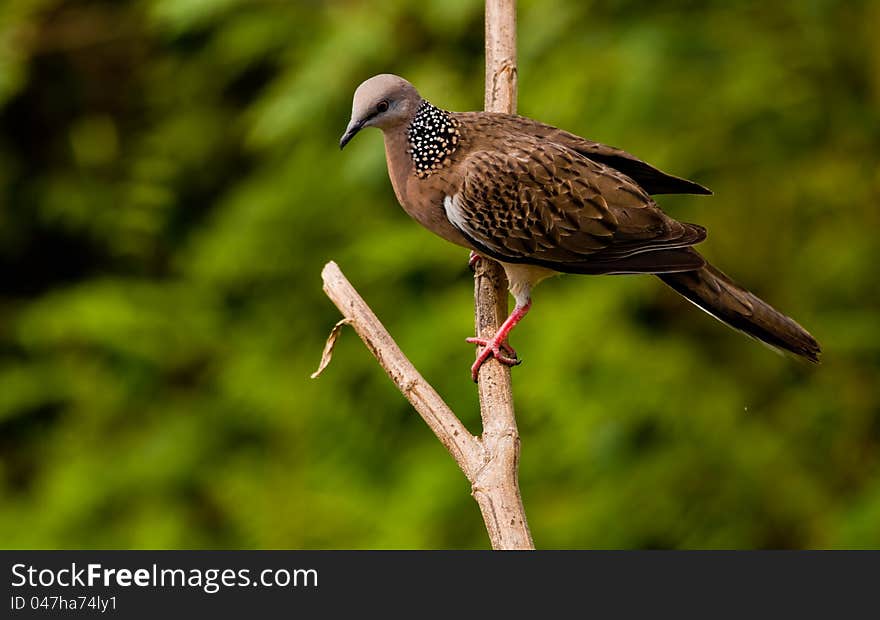 Perched on tree branch,common around Northern Thailand, multi colours with white on underside of wings and tail, eyes are small and can be orange coloured, they prefer seed but will eat banana if need be, make the ususal cooing sound like their cousin the pigeon. Perched on tree branch,common around Northern Thailand, multi colours with white on underside of wings and tail, eyes are small and can be orange coloured, they prefer seed but will eat banana if need be, make the ususal cooing sound like their cousin the pigeon.