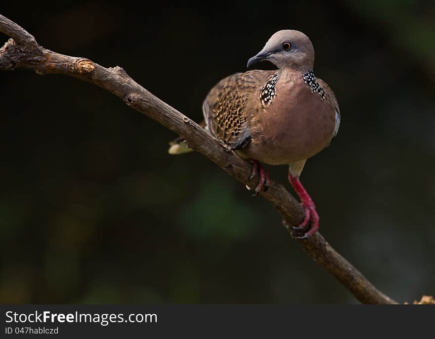 Perched on tree branch,common around Northern Thailand, multi colours with white on underside of wings and tail, eyes are small and can be orange coloured, they prefer seed but will eat fruit if need be, make the ususal cooing sound like their cousin the pigeon. Perched on tree branch,common around Northern Thailand, multi colours with white on underside of wings and tail, eyes are small and can be orange coloured, they prefer seed but will eat fruit if need be, make the ususal cooing sound like their cousin the pigeon.