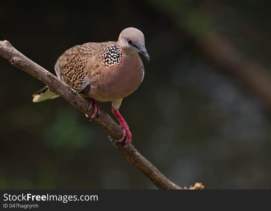 Perched on tree branch,common around Northern Thailand, multi colours with white on underside of wings and tail, eyes are small and can be orange coloured, they prefer seed but will eat fruit if need be, make the ususal cooing sound like their cousin the pigeon. Perched on tree branch,common around Northern Thailand, multi colours with white on underside of wings and tail, eyes are small and can be orange coloured, they prefer seed but will eat fruit if need be, make the ususal cooing sound like their cousin the pigeon.