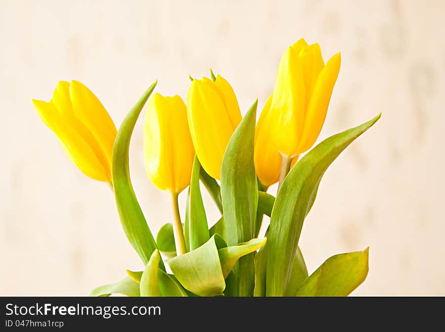 Some yellow tulip on fuzzy background