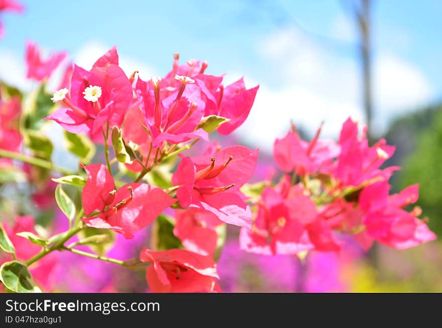 Bougainvillea Flower