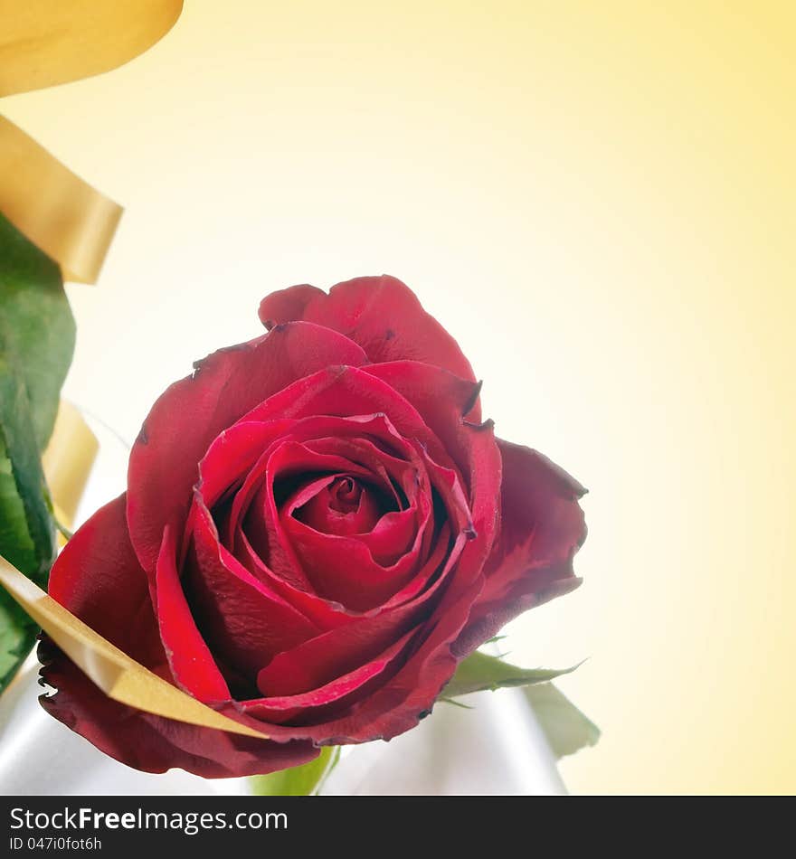 Close up photo of beautiful red rose