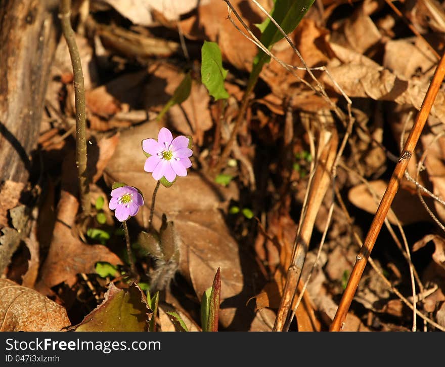 Hepatica Liverwort Flower