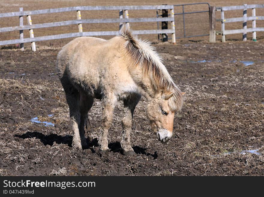 Norwegian Fjord Horse standing in wet field late winter