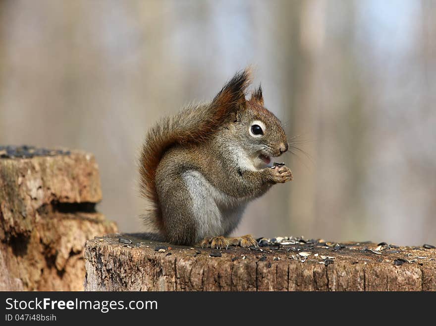 Red Squirrel Tamiasciurus hudsonicus on stump feeding on seeds