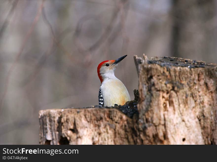 Red-bellied Woodpecker