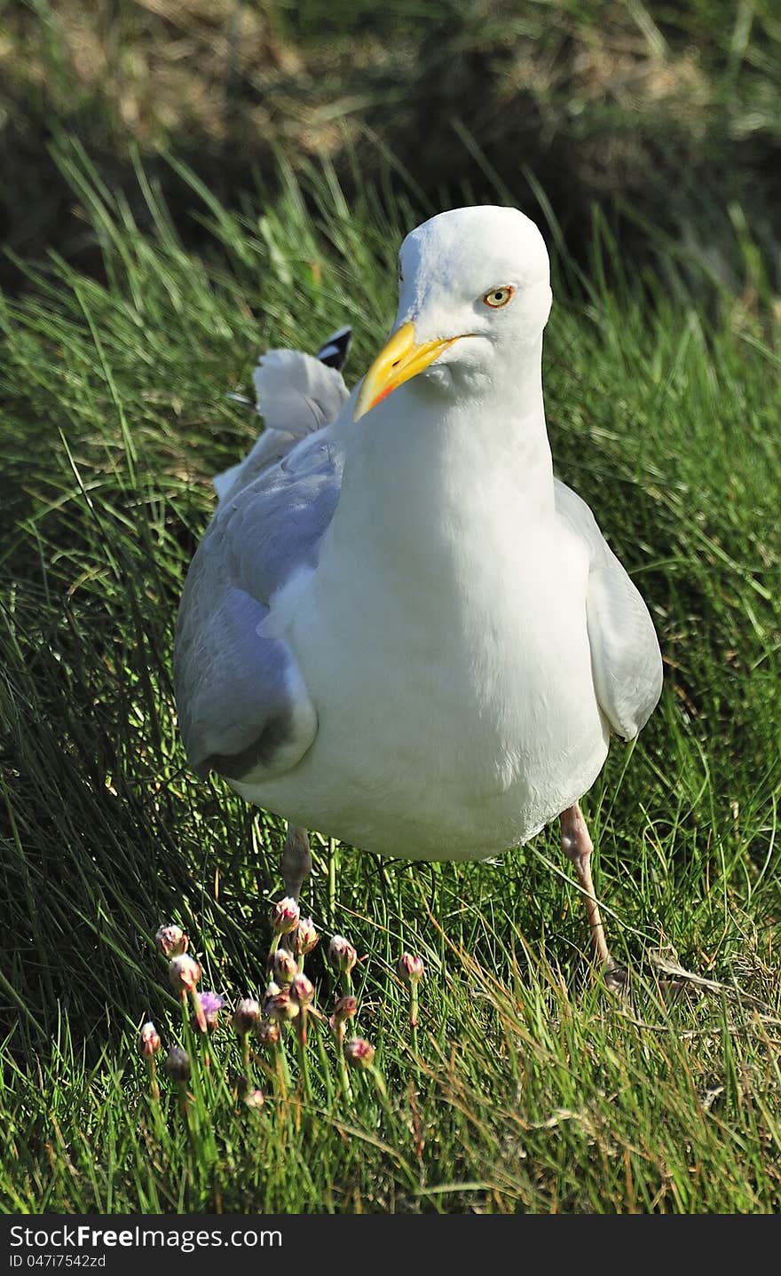 European Herring Gull &x28;Larus Argentatus&x29;