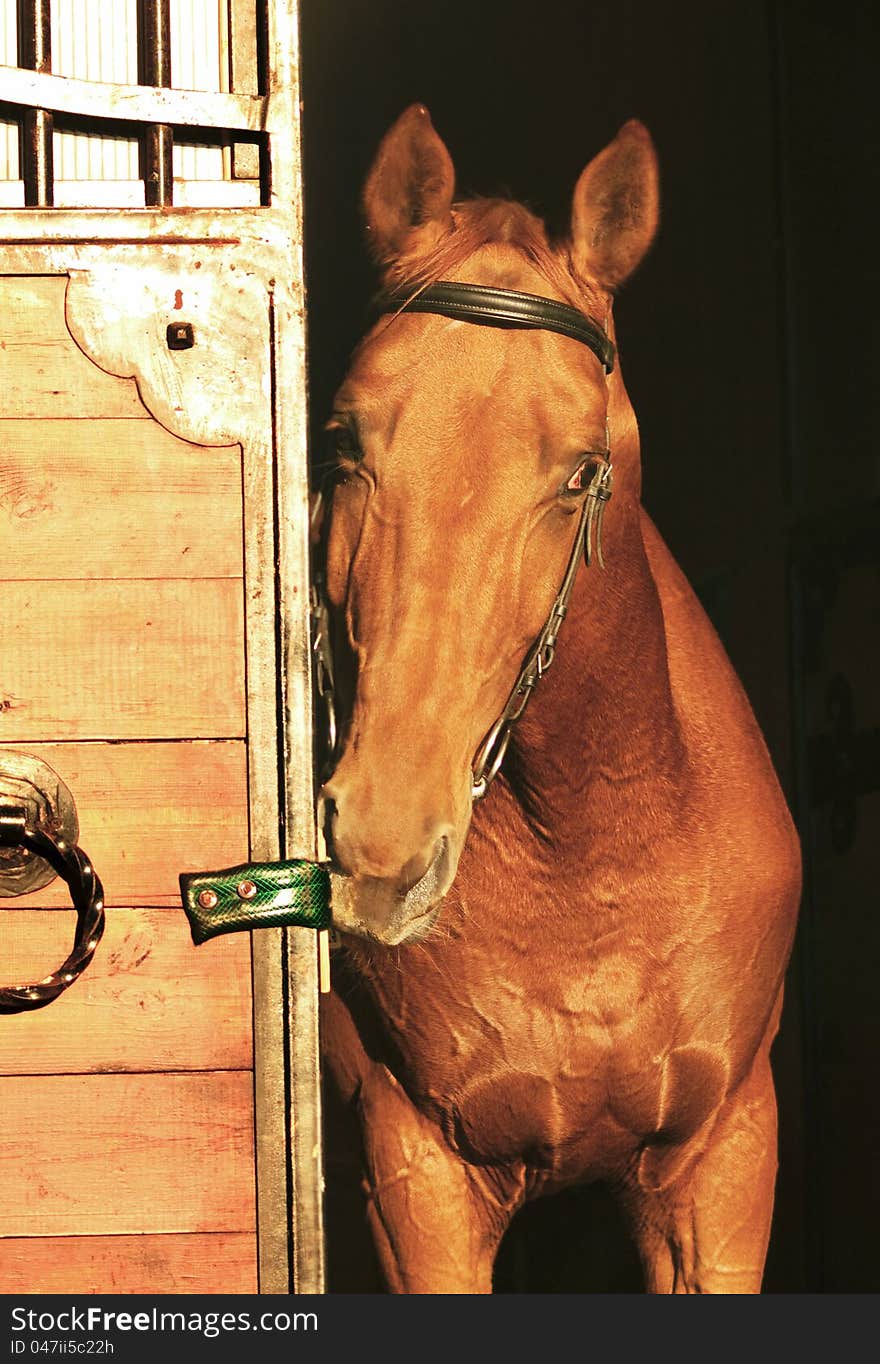 Portrait of beautiful  red  horse near thr door