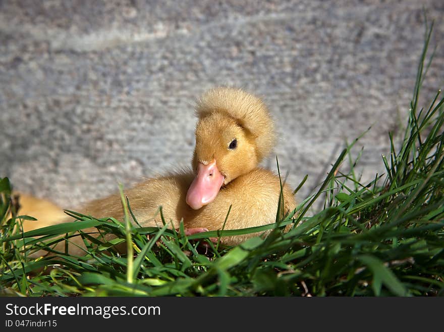 Crested Duckling Resting