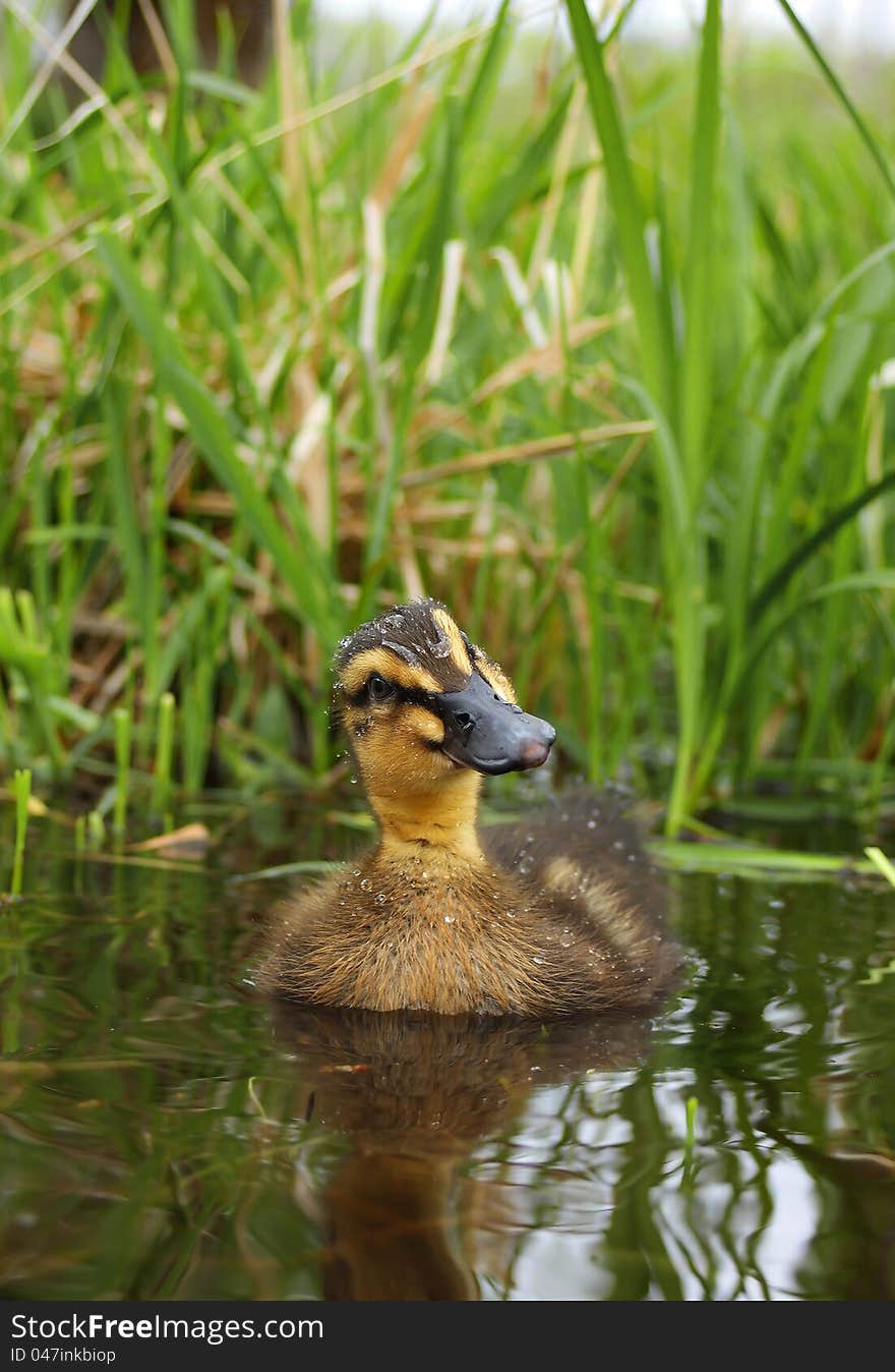 Curious Duckling Swimming