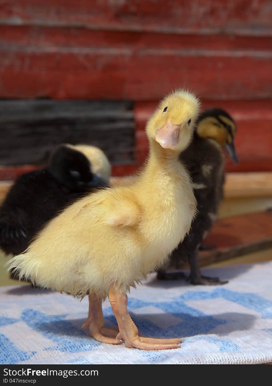 Curious Duckling