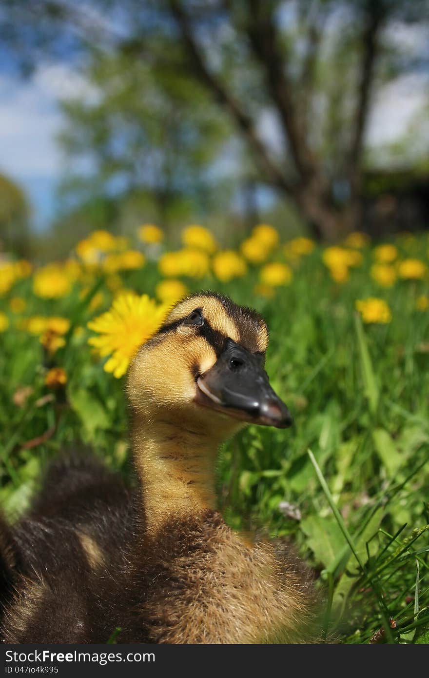 Young Rouen duckling enjoying a sunny spring day outside in the grass. Young Rouen duckling enjoying a sunny spring day outside in the grass