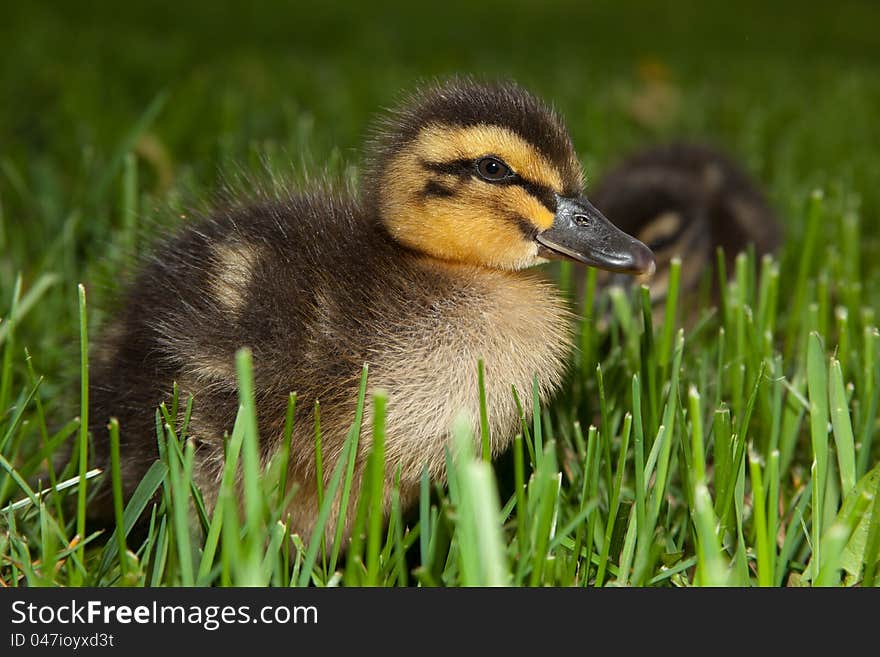 Fuzzy Duckling In Grass