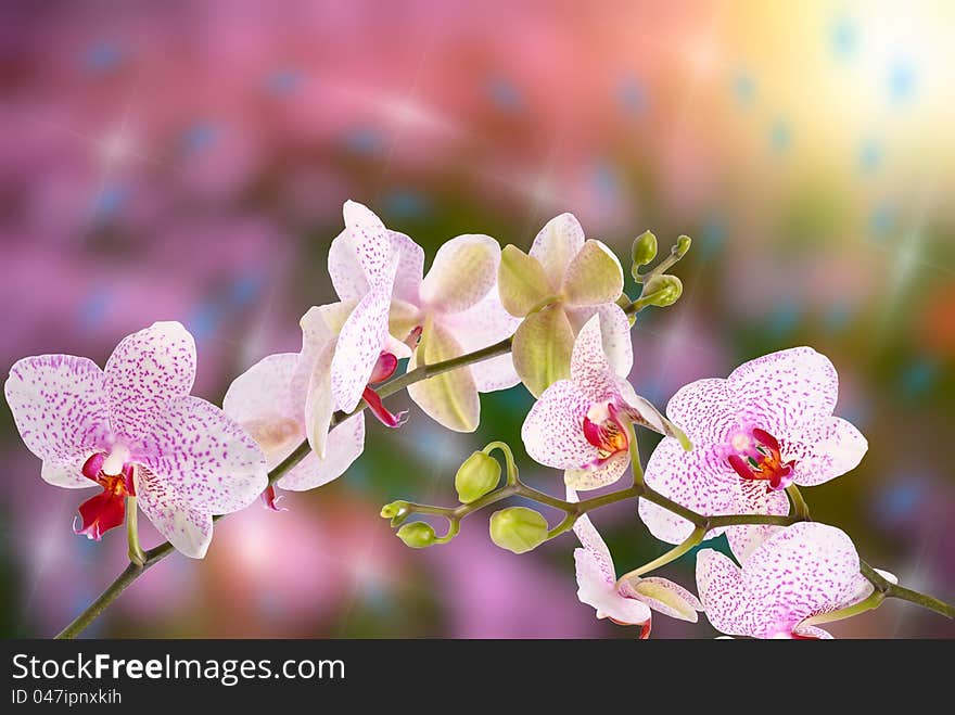 Beautiful spring background with flower orchid