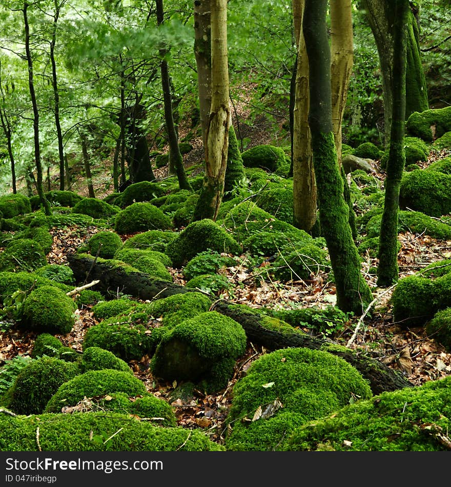 Mossy rocks in the forest