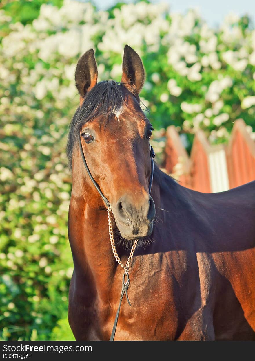 Portrait of beautiful sportive stallion sunny day. Portrait of beautiful sportive stallion sunny day