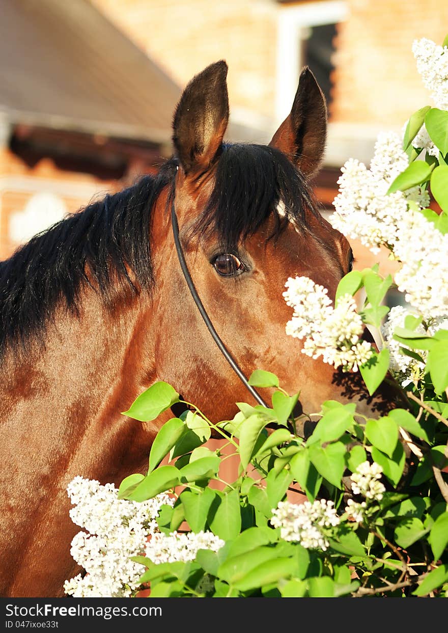 Portrait of nice bay horse near the flowers