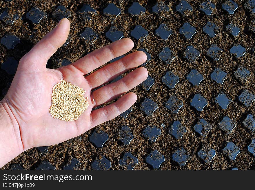 Man Hand With Seeds