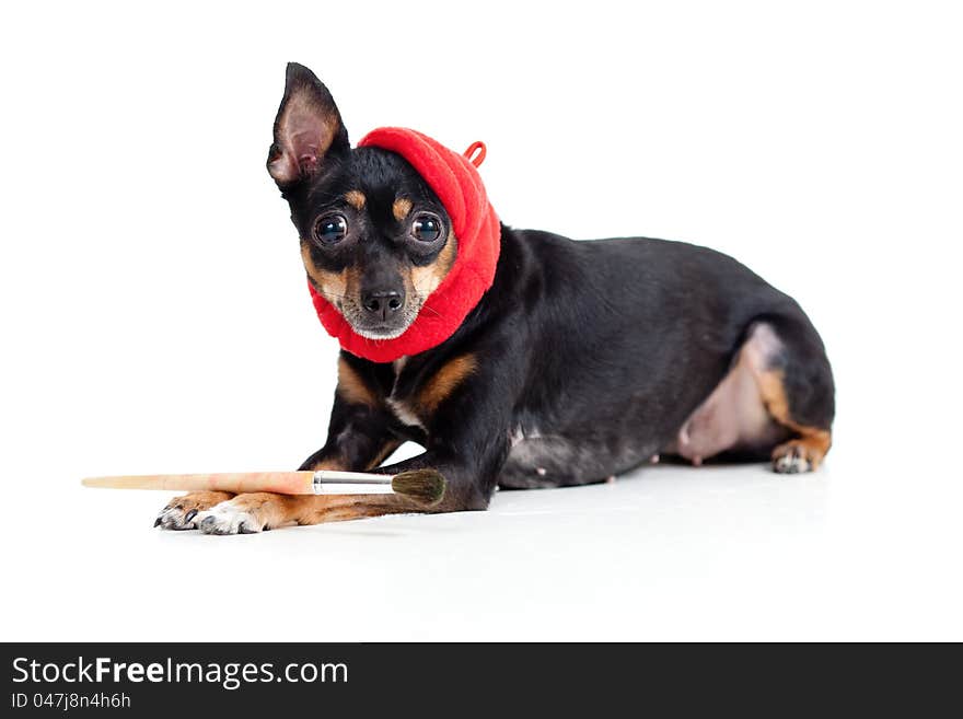 Toy terrier dog in artist hat with brush