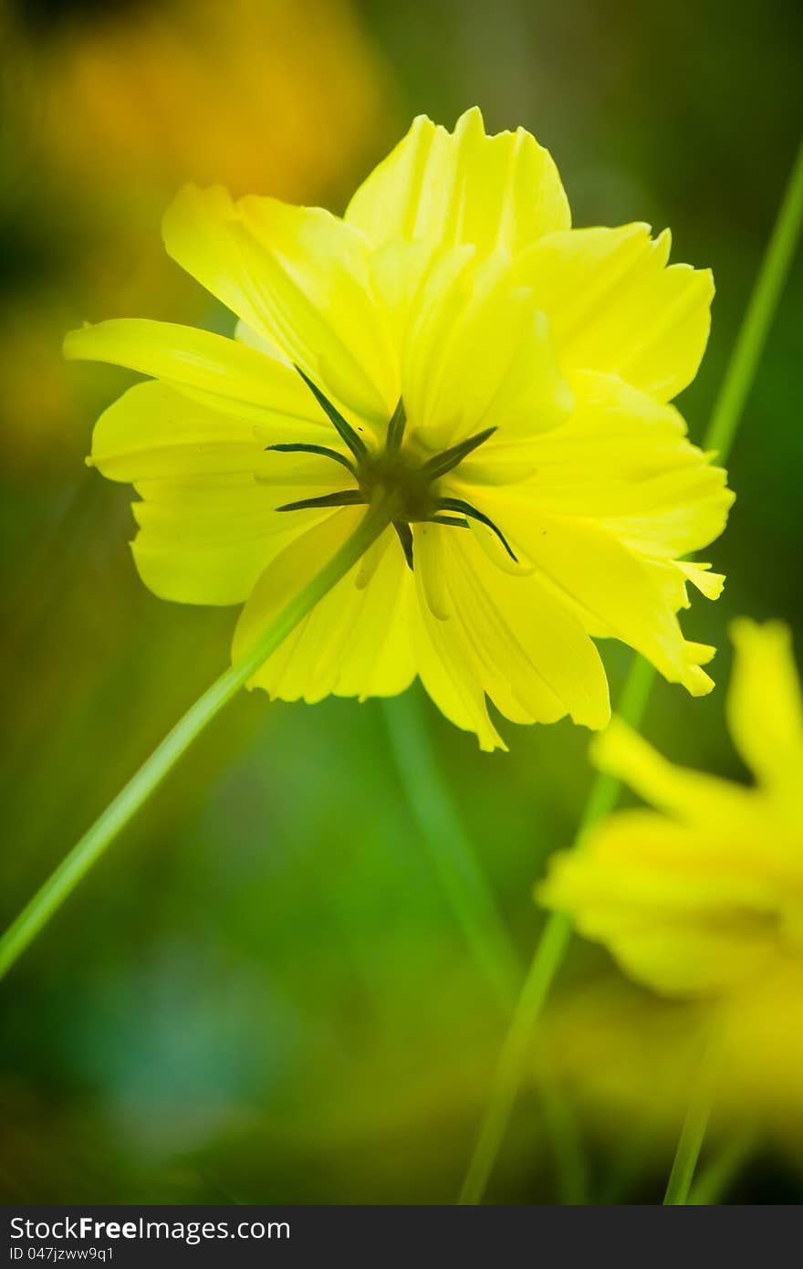 Cosmos flowers